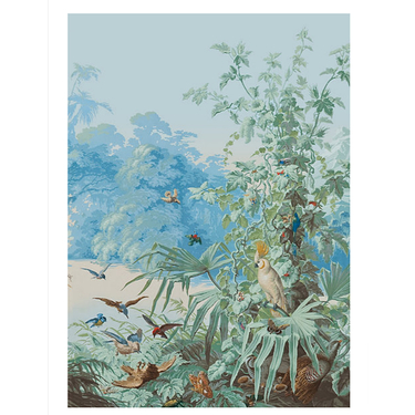Illustration 50 X 70- Le Brésil Oiseaux